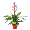 Aechmea Blue Rain - Kokerbromelia - P12 H55 - Roze-Paars - Kamerplant