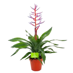 Aechmea Blue Rain - Kokerbromelia - P12 H55 - Roze-Paars - Kamerplant