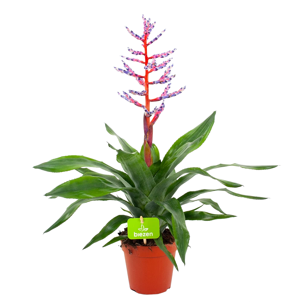 Aechmea Blue Rain - Kokerbromelia - P12 H55 - Roze-Paars - Kamerplant 1 Aechmea Blue Rain - Kokerbromelia - P12 H55 - Roze-Paars - Kamerplant