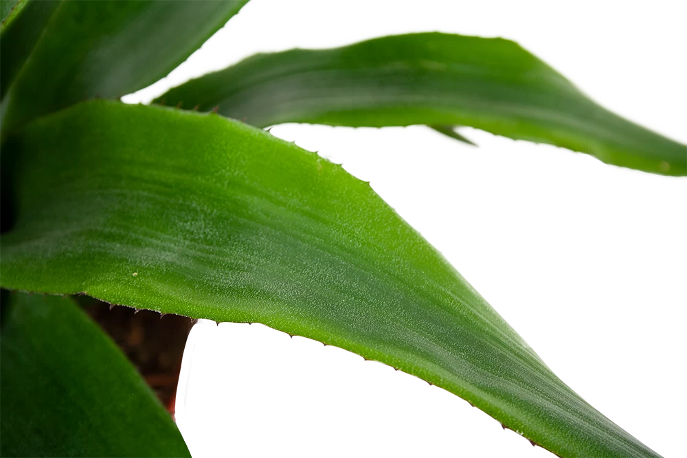 Aechmea Blue Rain - Kokerbromelia - P12 H55 - Roze-Paars - Kamerplant 2 Aechmea Blue Rain - Kokerbromelia - P12 H55 - Roze-Paars - Kamerplant - Afbeelding 2