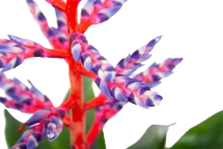 Aechmea Blue Rain - Kokerbromelia - P12 H55 - Roze-Paars - Kamerplant 6 Aechmea Blue Rain - Kokerbromelia - P12 H55 - Roze-Paars - Kamerplant -Warentuin aechmea blue rain kokerbromelia p12 h55 roze paars 6