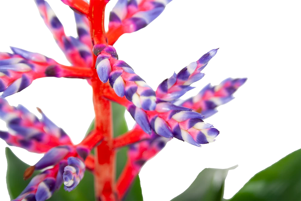 Aechmea Blue Rain - Kokerbromelia - P12 H55 - Roze-Paars - Kamerplant 3 Aechmea Blue Rain - Kokerbromelia - P12 H55 - Roze-Paars - Kamerplant - Afbeelding 3