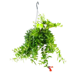 Aeschynanthus Caroline - Lipstickplant - In Hangpot - P15 H25 - Kamerplant