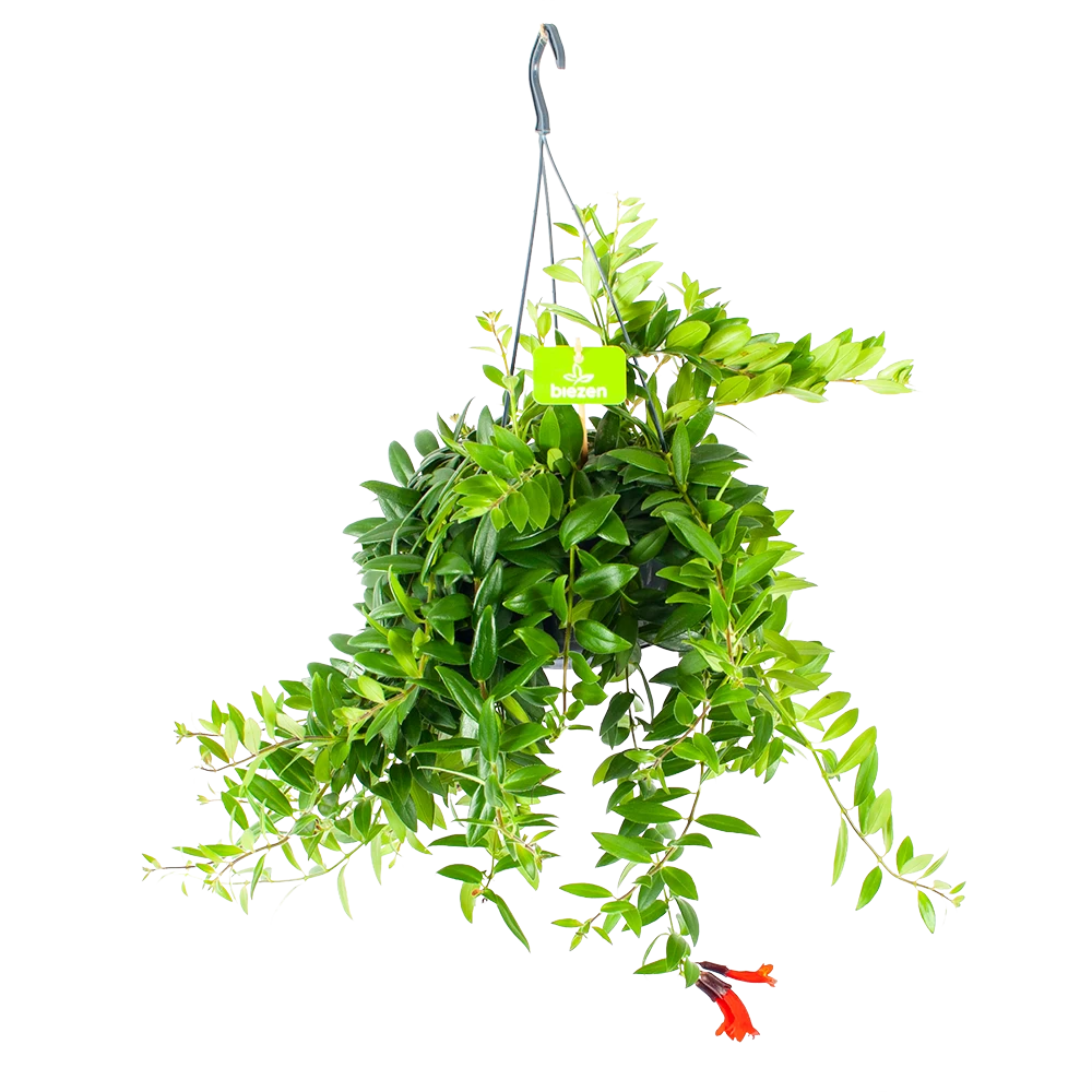 Aeschynanthus Caroline - Lipstickplant - In Hangpot - P15 H25 - Kamerplant 1 Aeschynanthus Caroline - Lipstickplant - In Hangpot - P15 H25 - Kamerplant