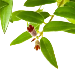 Aeschynanthus Caroline - Lipstickplant - In Hangpot - P15 H25 - Kamerplant 6 Aeschynanthus Caroline - Lipstickplant - In Hangpot - P15 H25 - Kamerplant -Warentuin aeschynanthus caroline lipstickplant in hangpot p15 h25 6