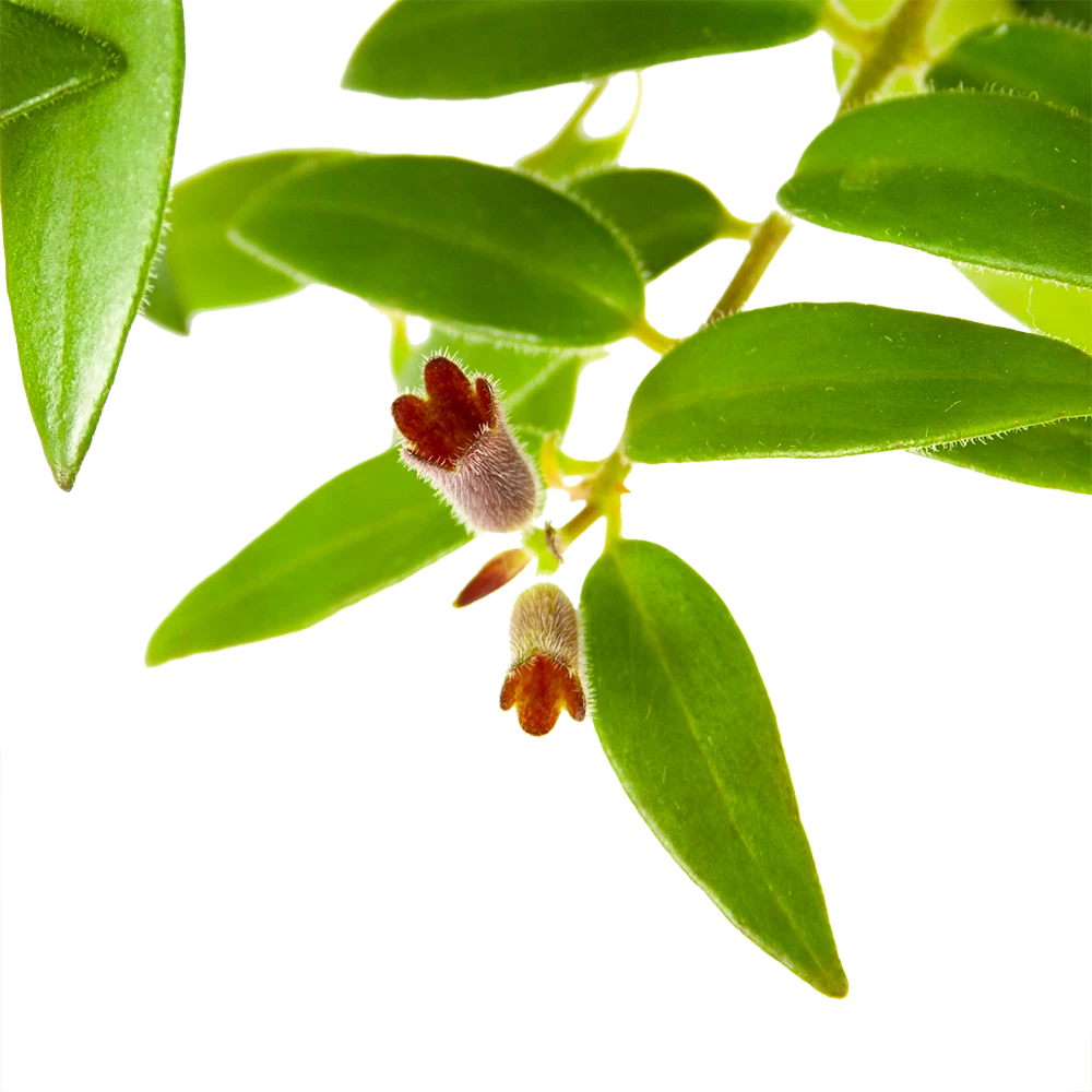 Aeschynanthus Caroline - Lipstickplant - In Hangpot - P15 H25 - Kamerplant 3 Aeschynanthus Caroline - Lipstickplant - In Hangpot - P15 H25 - Kamerplant - Afbeelding 3