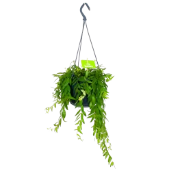 Aeschynanthus Japhrolepis - Lipstickplant - In Hangpot - P15 H20 - Kamerplant