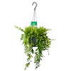Aeschynanthus Japhrolepis - Lipstickplant - In Hangpot - P17 H50 - Kamerplant
