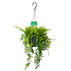 Aeschynanthus Japhrolepis - Lipstickplant - In Hangpot - P17 H50 - Kamerplant