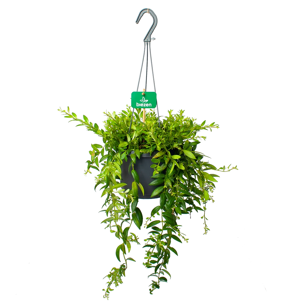 Aeschynanthus Japhrolepis - Lipstickplant - In Hangpot - P17 H50 - Kamerplant 1 Aeschynanthus Japhrolepis - Lipstickplant - In Hangpot - P17 H50 - Kamerplant