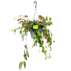 Aeschynanthus Marmoratus - Lipstickplant - In Hangpot - P17 H40 - Kamerplant