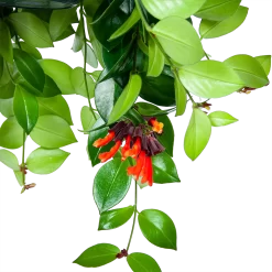 Aeschynanthus Monalisa - Lipstickplant - In Hangpot - P15 H20 - Kamerplant 6 Aeschynanthus Monalisa - Lipstickplant - In Hangpot - P15 H20 - Kamerplant -Warentuin aeschynanthus monalisa lipstickplant in hangpot p15 5