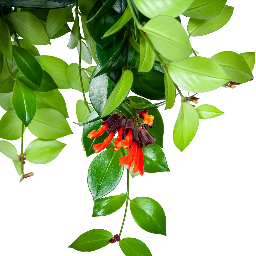 Aeschynanthus Monalisa - Lipstickplant - In Hangpot - P15 H20 - Kamerplant 3 Aeschynanthus Monalisa - Lipstickplant - In Hangpot - P15 H20 - Kamerplant - Afbeelding 3
