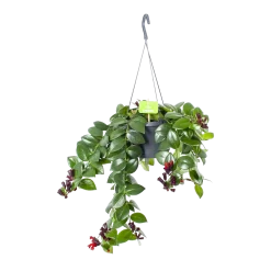 Aeschynanthus Monalisa - Lipstickplant - In Hangpot - P17 H40 - Kamerplant