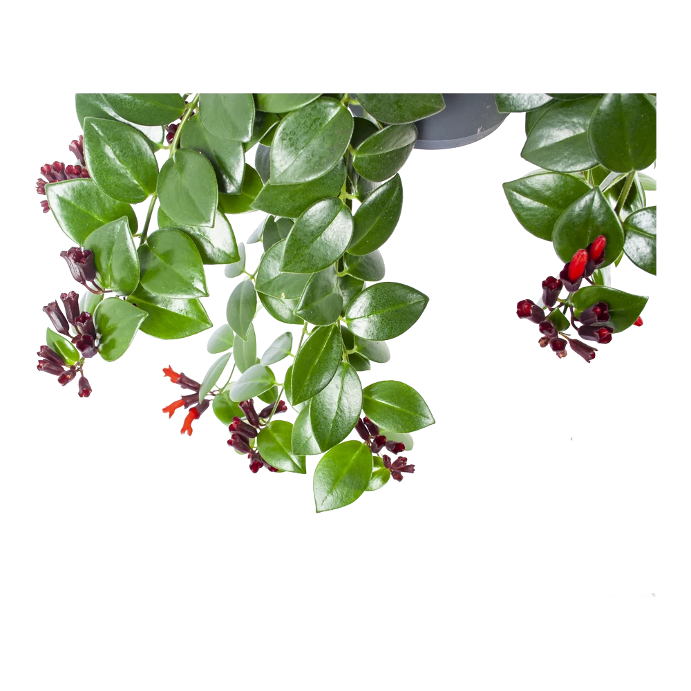 Aeschynanthus Monalisa - Lipstickplant - In Hangpot - P17 H40 - Kamerplant 2 Aeschynanthus Monalisa - Lipstickplant - In Hangpot - P17 H40 - Kamerplant - Afbeelding 2