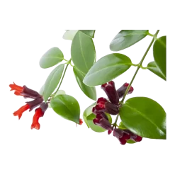 Aeschynanthus Monalisa - Lipstickplant - In Hangpot - P17 H40 - Kamerplant 6 Aeschynanthus Monalisa - Lipstickplant - In Hangpot - P17 H40 - Kamerplant -Warentuin aeschynanthus monalisa lipstickplant in hangpot p17 h40 6