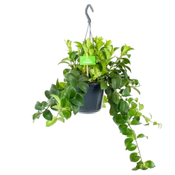 Aeschynanthus Monalisa - Lipstickplant - In Hangpot - P15 H20 - Kamerplant