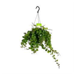 Aeschynanthus Pink Polka - Lipstickplant - In Hangpot - P17 H40 - Kamerplant