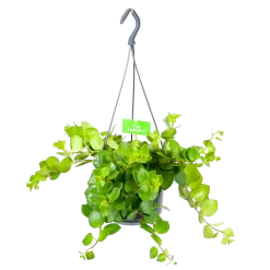 Aeschynanthus Pink Polka - Lipstickplant - In Hangpot - P15 H20 - Kamerplant