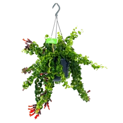 Aeschynanthus Rasta - Lipstickplant - In Hangpot - P15 H20 - Kamerplant