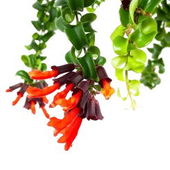 Warentuin -Warentuin aeschynanthus rasta lipstickplant p15 5 12