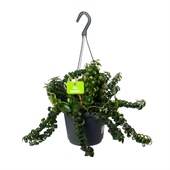 Aeschynanthus Swing - Lipstickplant - In Hangpot - P17 H30 - Kamerplant