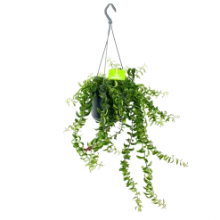 Aeschynanthus Twister - Lipstickplant - In Hangpot - P15 H20 - Kamerplant