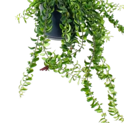 Warentuin -Warentuin aeschynanthus twister lipstickplant in hangpot p15 5 1 1