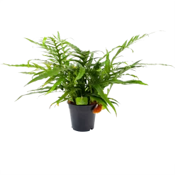 Aglaomorpha Jim - P17 H45 - Kamerplant