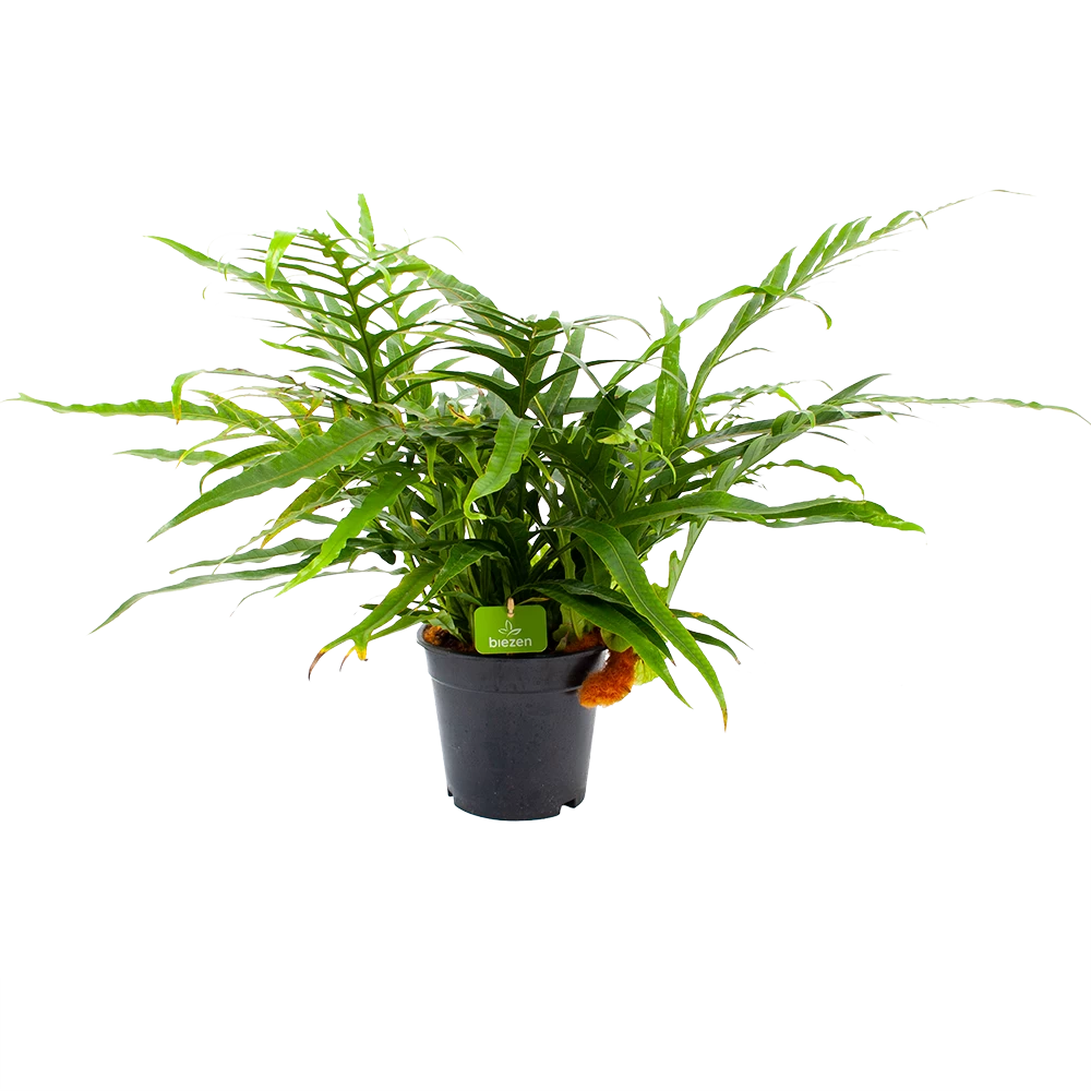 Aglaomorpha Jim - P17 H45 - Kamerplant 1 Aglaomorpha Jim - P17 H45 - Kamerplant