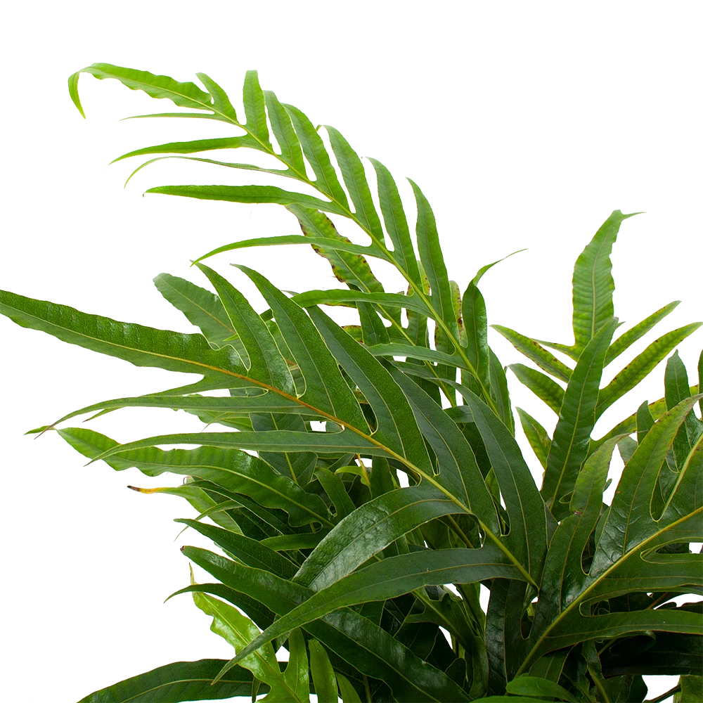 Aglaomorpha Jim - P17 H45 - Kamerplant 2 Aglaomorpha Jim - P17 H45 - Kamerplant - Afbeelding 2