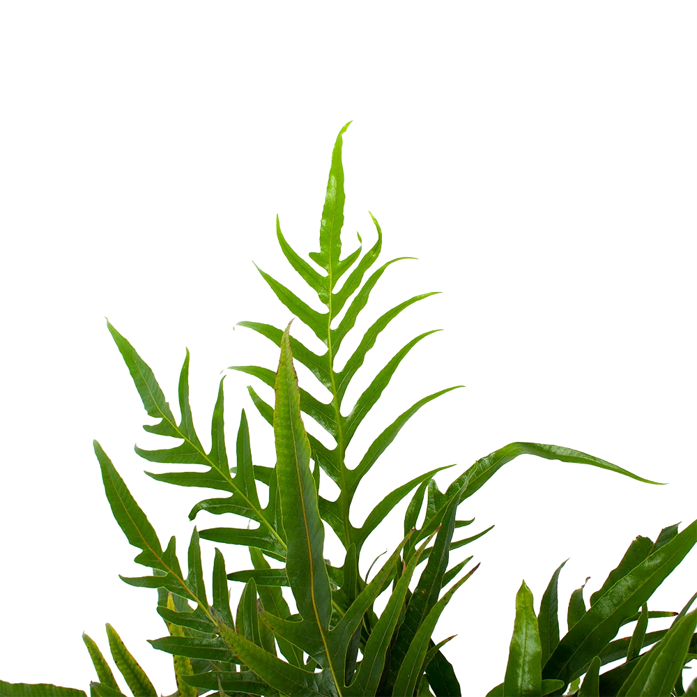 Aglaomorpha Jim - P17 H45 - Kamerplant 3 Aglaomorpha Jim - P17 H45 - Kamerplant - Afbeelding 3