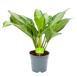 Aglaonema Freedman - P17 H60 - Kamerplant