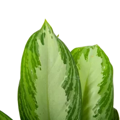 Aglaonema Freedman - P17 H60 - Kamerplant -Warentuin aglaonema freedman p17 h60 6 1