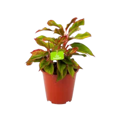 Aglaonema Light Star - P19 H35 - Kamerplant
