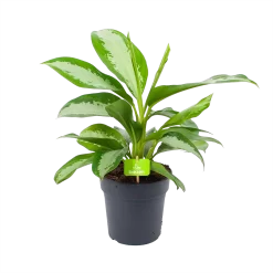 Aglaonema Silver Moon - P19 H50 - Kamerplant