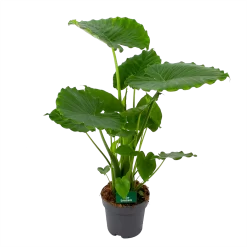 Alocasia Gageana California - Olifantsoor - P21 H85 - Kamerplant