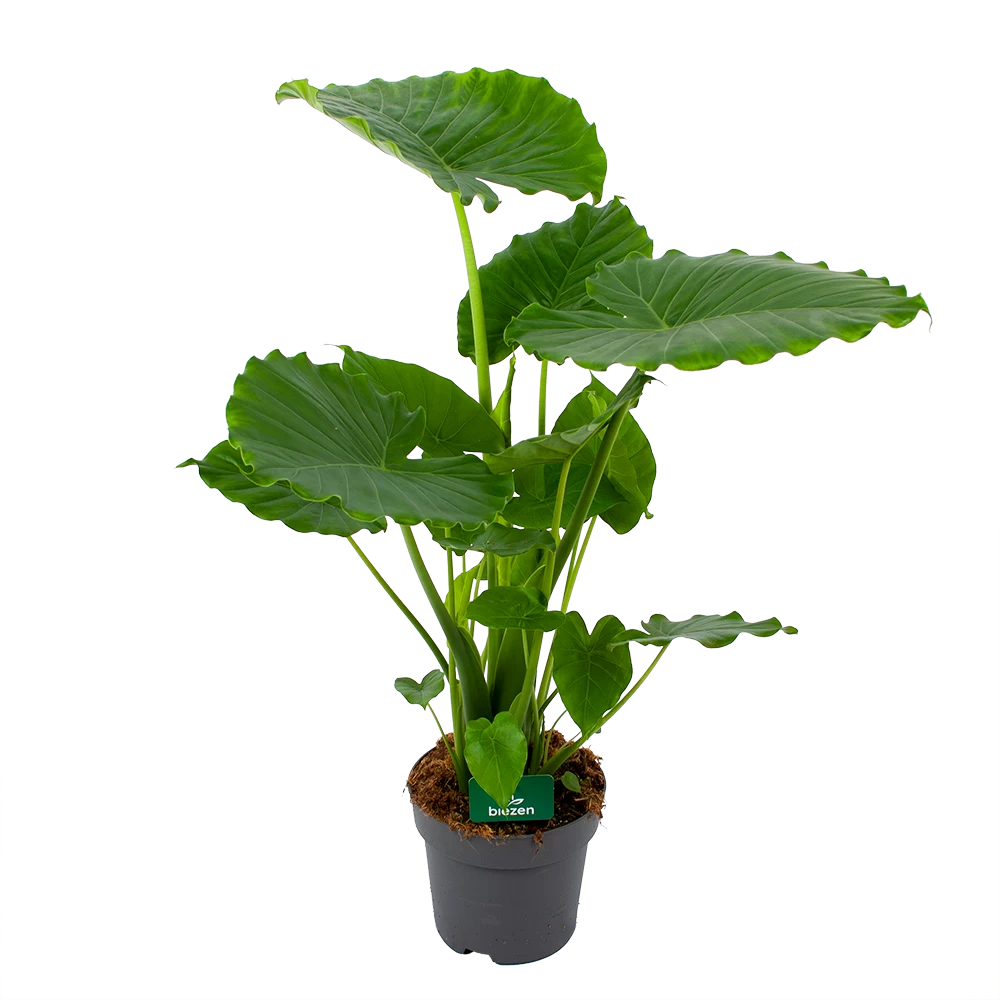 Alocasia Gageana California - Olifantsoor - P21 H85 - Kamerplant 1 Alocasia Gageana California - Olifantsoor - P21 H85 - Kamerplant