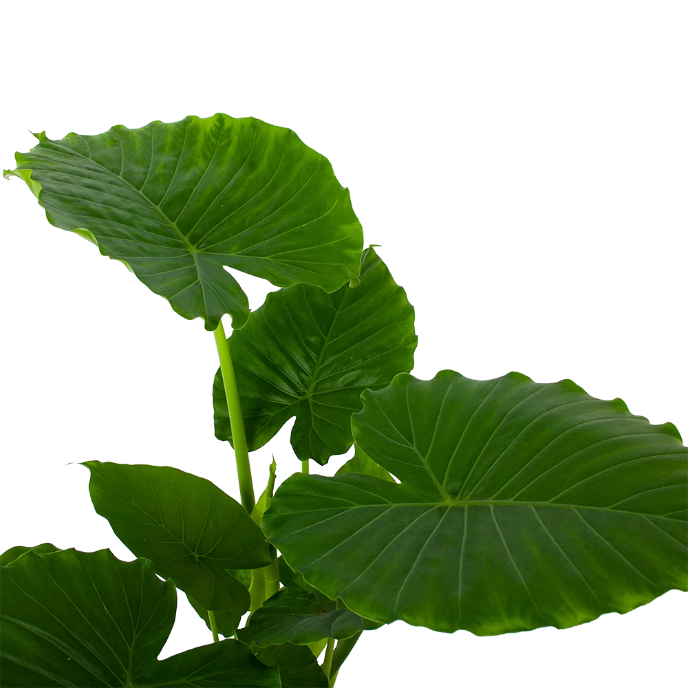 Alocasia Gageana California - Olifantsoor - P21 H85 - Kamerplant 2 Alocasia Gageana California - Olifantsoor - P21 H85 - Kamerplant - Afbeelding 2