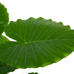 Alocasia Gageana California - Olifantsoor - P21 H85 - Kamerplant 6 Alocasia Gageana California - Olifantsoor - P21 H85 - Kamerplant -Warentuin alocasia gageana california olifantsoor p21 h85 6 1