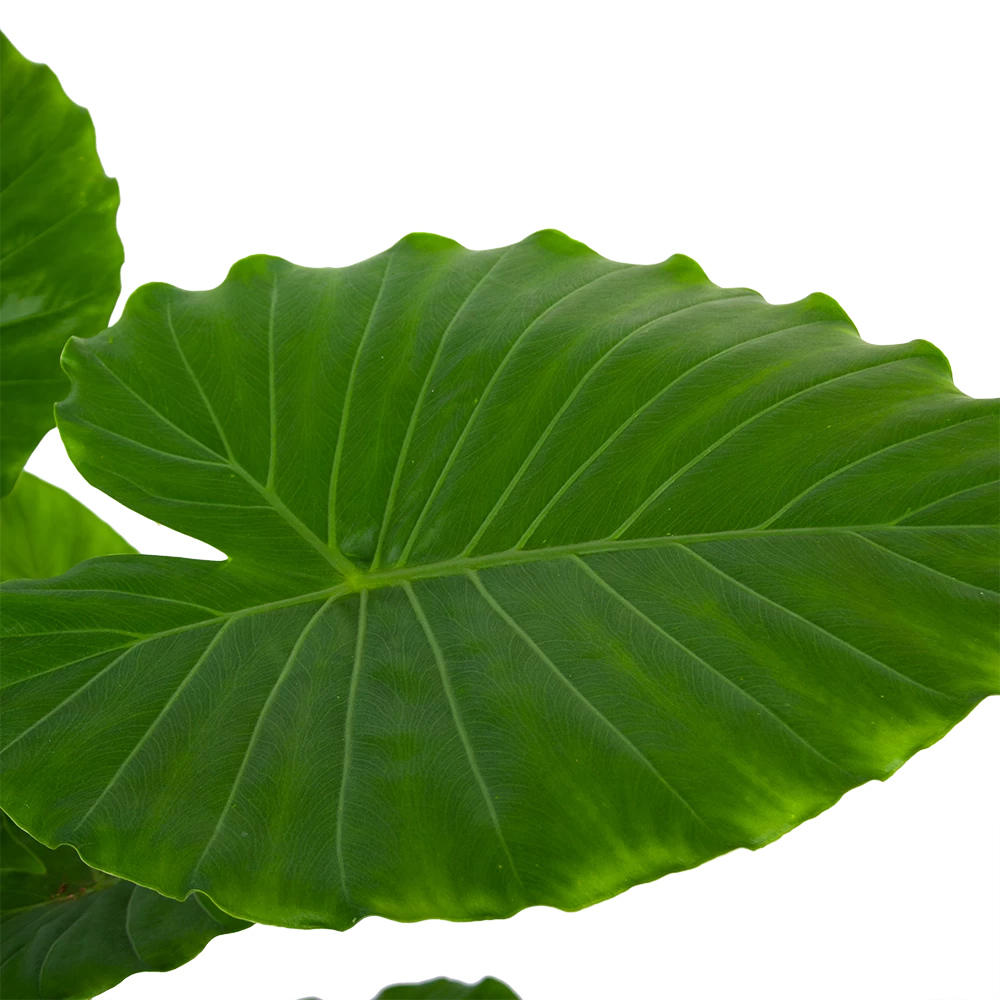Alocasia Gageana California - Olifantsoor - P21 H85 - Kamerplant 3 Alocasia Gageana California - Olifantsoor - P21 H85 - Kamerplant - Afbeelding 3