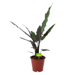 Alocasia Lauterbachiana - Olifantsoor - P19 H70 - Kamerplant