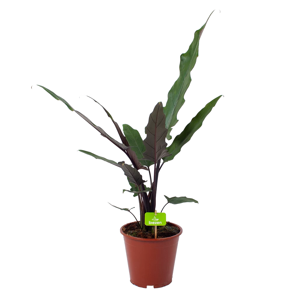 Alocasia Lauterbachiana - Olifantsoor - P19 H70 - Kamerplant 1 Alocasia Lauterbachiana - Olifantsoor - P19 H70 - Kamerplant