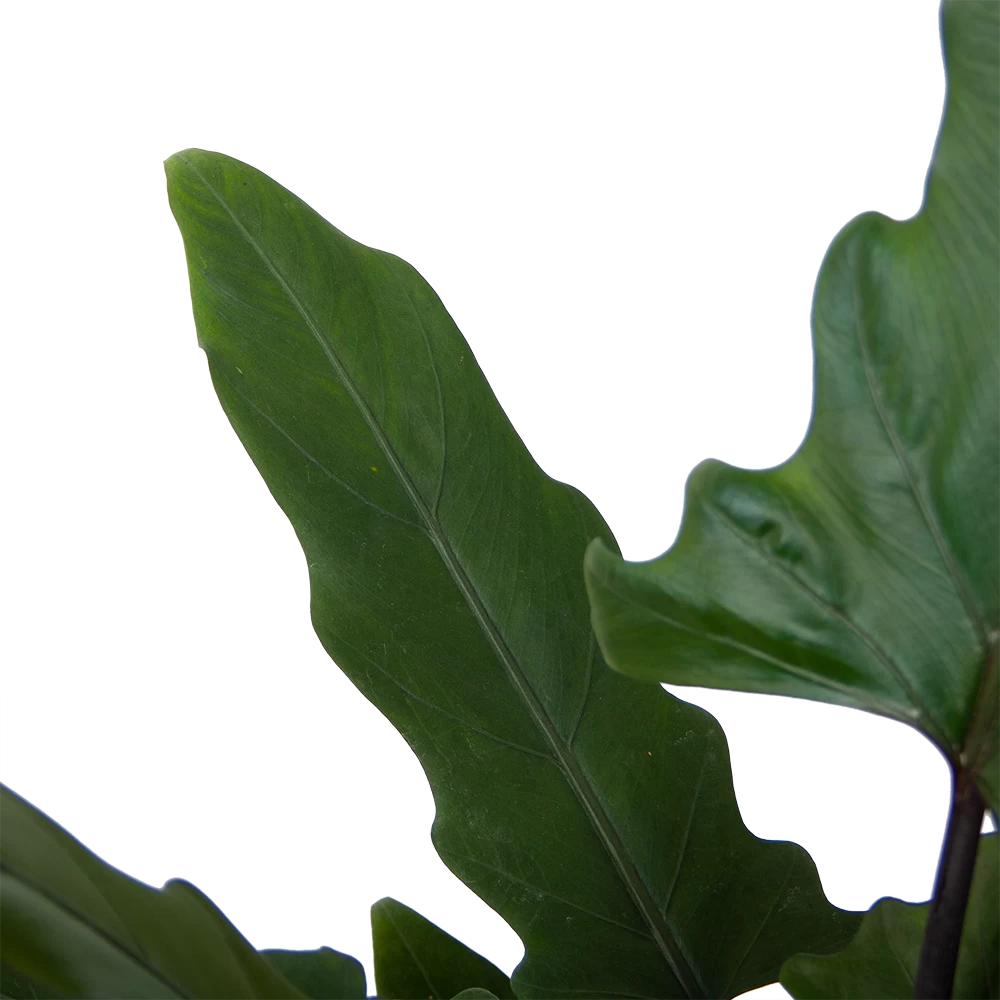 Alocasia Lauterbachiana - Olifantsoor - P19 H70 - Kamerplant 2 Alocasia Lauterbachiana - Olifantsoor - P19 H70 - Kamerplant - Afbeelding 2