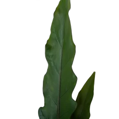 Alocasia Lauterbachiana - Olifantsoor - P19 H70 - Kamerplant 7 Alocasia Lauterbachiana - Olifantsoor - P19 H70 - Kamerplant -Warentuin alocasia lauterbachiana olifantsoor p19 h70 4