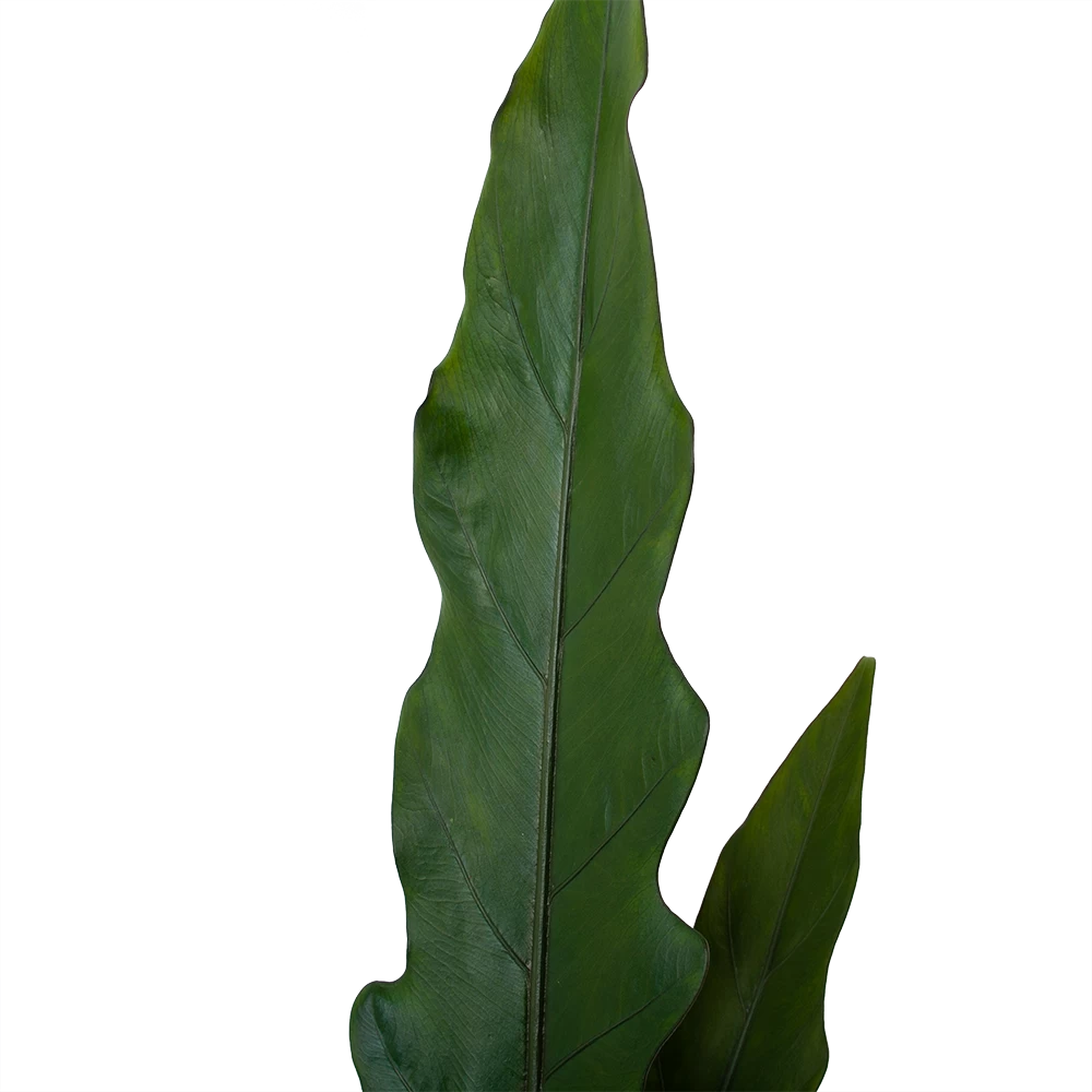 Alocasia Lauterbachiana - Olifantsoor - P19 H70 - Kamerplant 4 Alocasia Lauterbachiana - Olifantsoor - P19 H70 - Kamerplant - Afbeelding 4