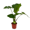 Alocasia Portodora - Olifantsoor - P21 H90 - Kamerplant