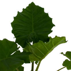 Warentuin -Warentuin alocasia portodora olifantsoor p21 h90 3