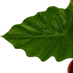 Alocasia Portodora - Olifantsoor - P21 H90 - Kamerplant 6 Alocasia Portodora - Olifantsoor - P21 H90 - Kamerplant -Warentuin alocasia portodora olifantsoor p21 h90 4