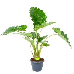 Alocasia Portodora - Olifantsoor - P35 H135 - Kamerplant